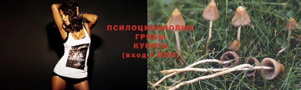 шишки Аркадак